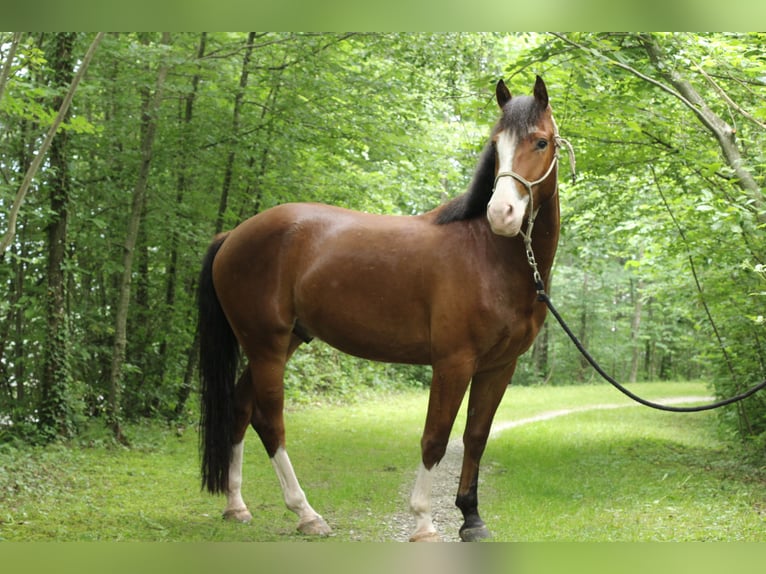 Franches-Montagnes Hongre 4 Ans 156 cm Bai brun in Kerns