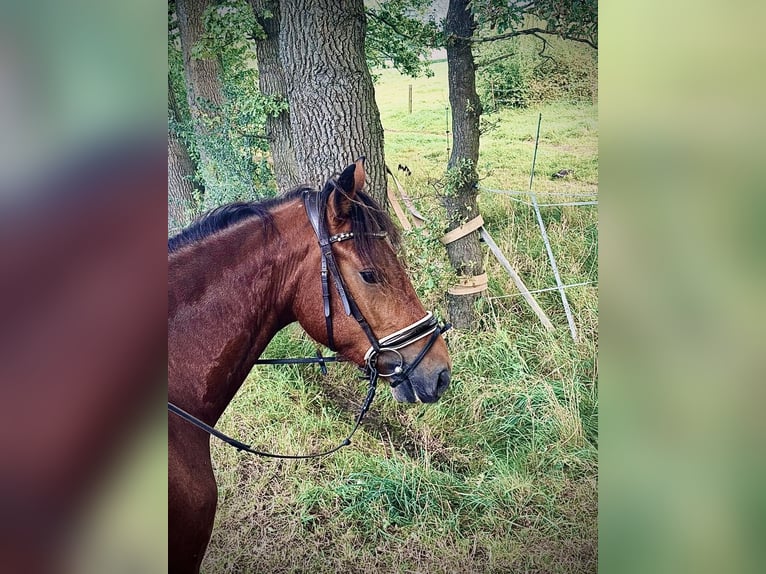 Franches-Montagnes Hongre 4 Ans 156 cm Bai in Burgwedel