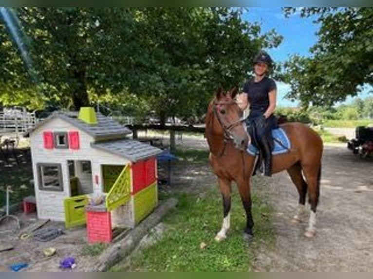 Franches-Montagnes Hongre 4 Ans 156 cm Bai in Rümmingen