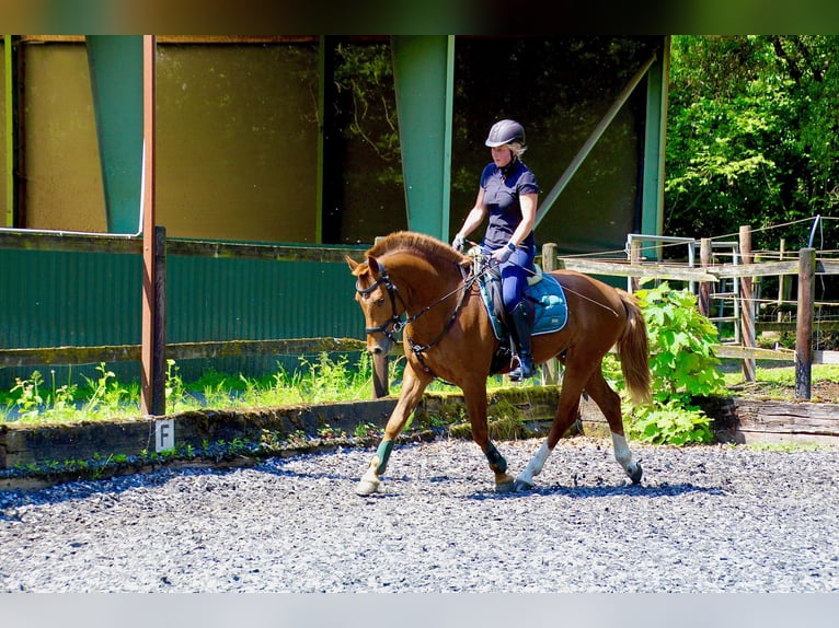 Franches-Montagnes Hongre 4 Ans 157 cm Alezan in Paderborn Franches-Montagnes Hongre 4 Ans 157 cm Alezan in Paderborn