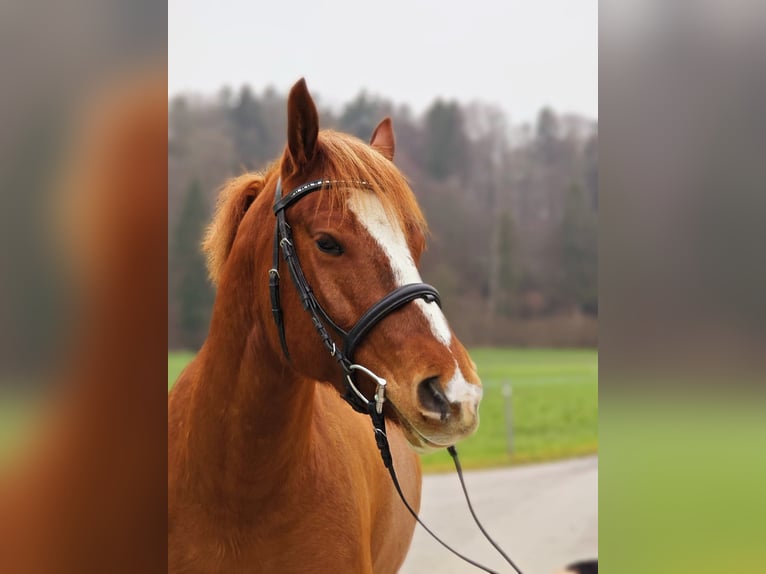 Franches-Montagnes Hongre 4 Ans 158 cm Alezan in Sins