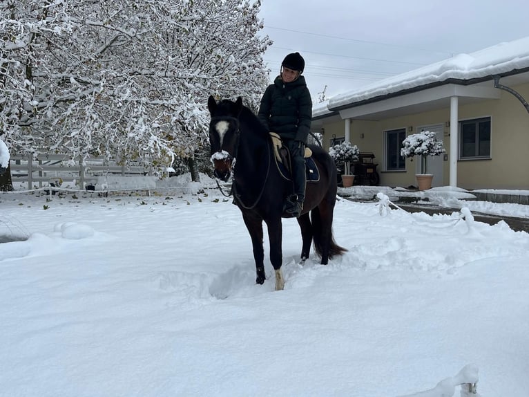 Franches-Montagnes Hongre 4 Ans 158 cm Bai brun in Rümmingen