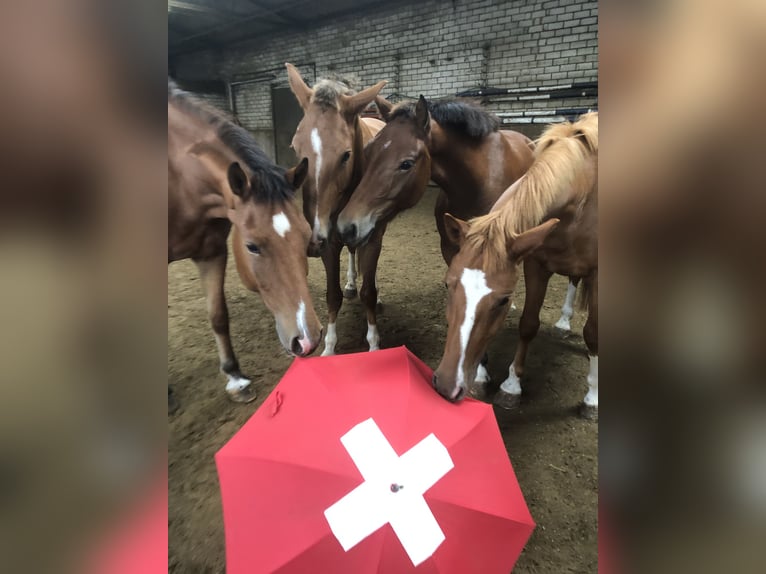 Franches-Montagnes Hongre 4 Ans 159 cm Alezan in Rümmingen