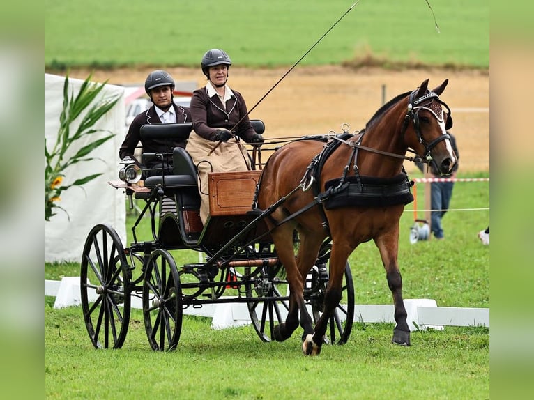 Franches-Montagnes Hongre 4 Ans 159 cm Bai brun in Thalheim an der Thur