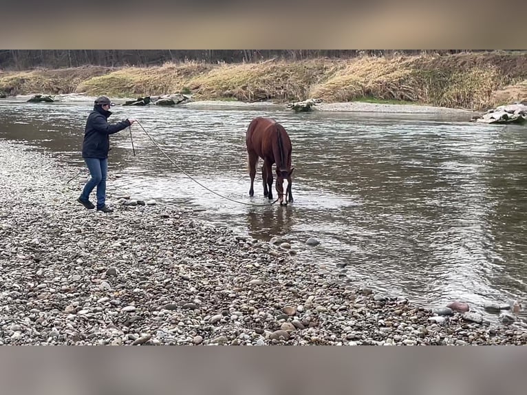Franches-Montagnes Hongre 4 Ans 159 cm Bai brun in Thalheim an der Thur