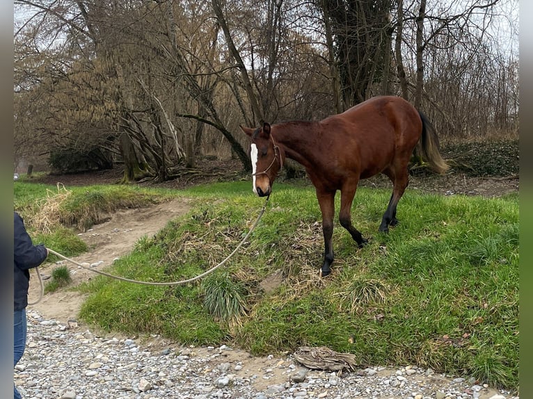 Franches-Montagnes Hongre 4 Ans 159 cm Bai brun in Thalheim an der Thur