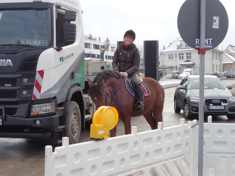 Franches-Montagnes Hongre 4 Ans 159 cm Bai in R&#xFC;mmingen