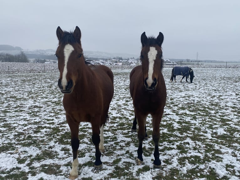 Franches-Montagnes Hongre 4 Ans 160 cm Bai brun in Thalheim an der Thur