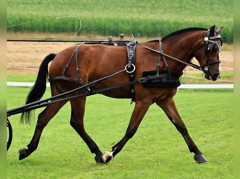 Franches-Montagnes Hongre 4 Ans 160 cm Bai brun in Thalheim an der Thur