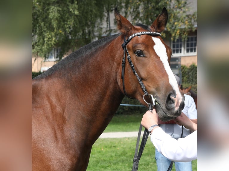 Franches-Montagnes Hongre 4 Ans 160 cm Bai brun in Thalheim an der Thur