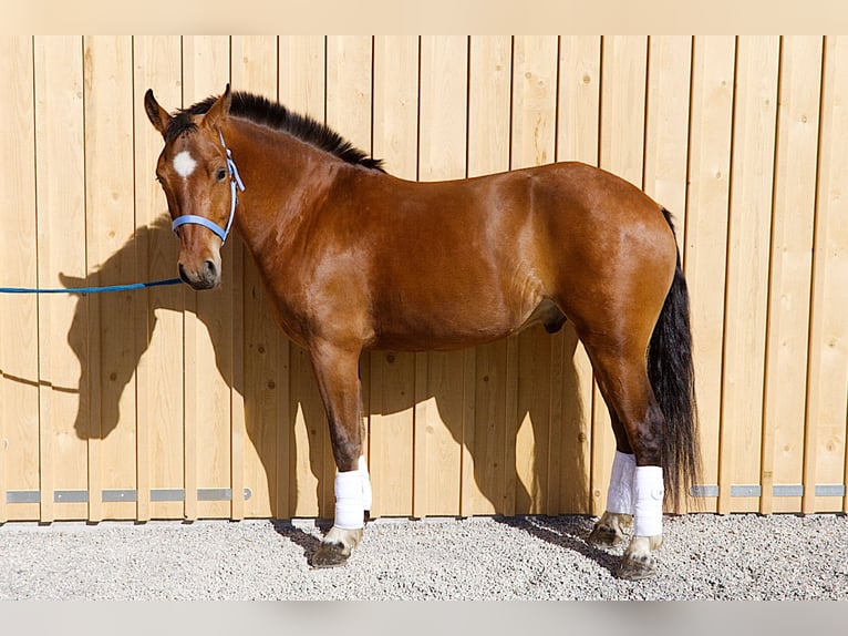 Franches-Montagnes Hongre 4 Ans 160 cm Bai in Stehrenberg