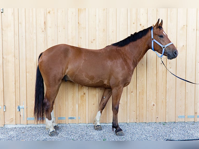 Franches-Montagnes Hongre 4 Ans 160 cm Bai in Stehrenberg