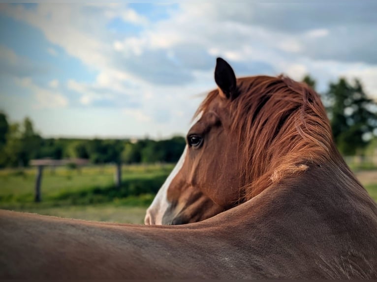 Franches-Montagnes Hongre 4 Ans 165 cm Alezan in Ratingen