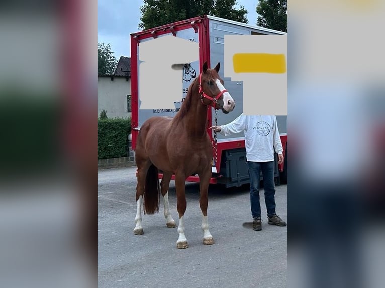 Franches-Montagnes Hongre 4 Ans 165 cm Alezan in Ratingen