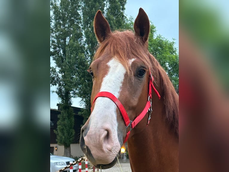 Franches-Montagnes Hongre 4 Ans 165 cm Alezan in Ratingen