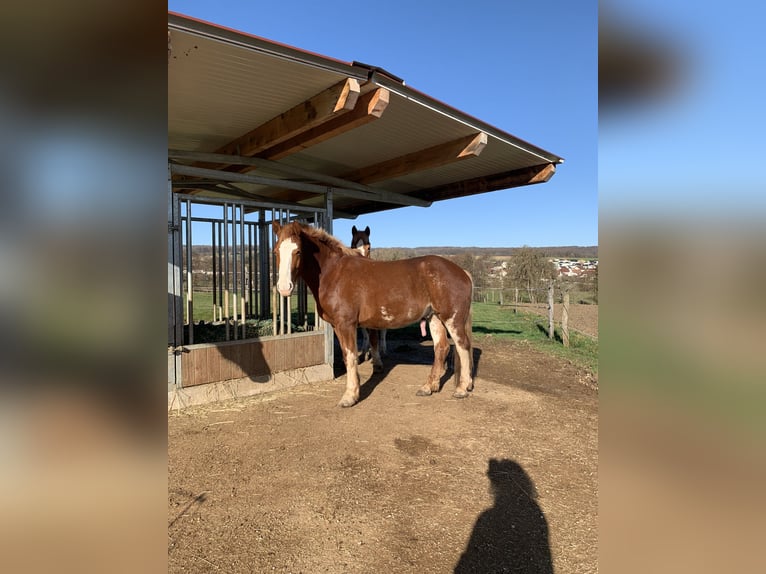 Franches-Montagnes Hongre 4 Ans 169 cm Alezan in Hagenthal le Bas