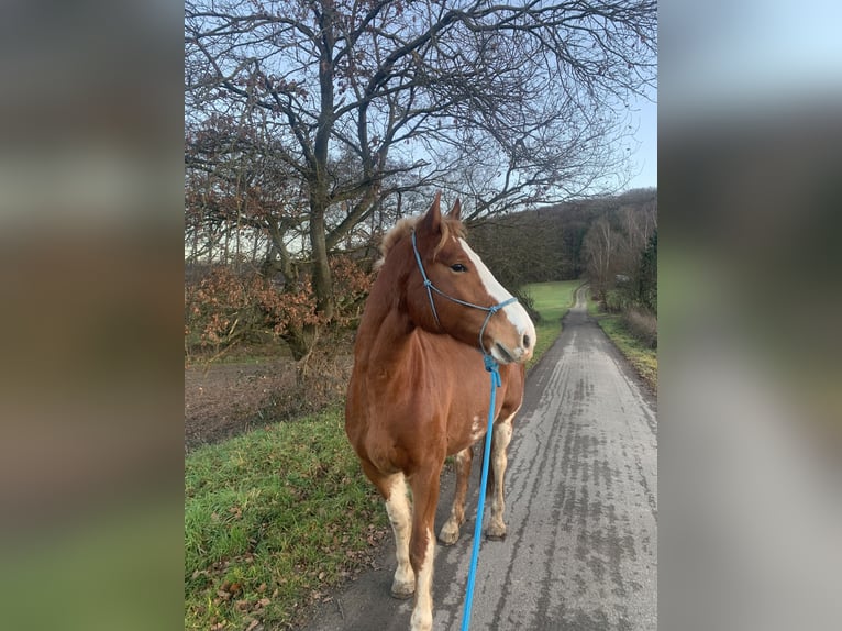 Franches-Montagnes Hongre 4 Ans 169 cm Alezan in Hagenthal le Bas