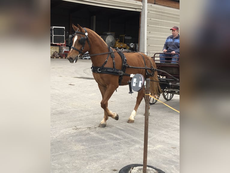 Franches-Montagnes Hongre 5 Ans 151 cm Bai in Rümmingen