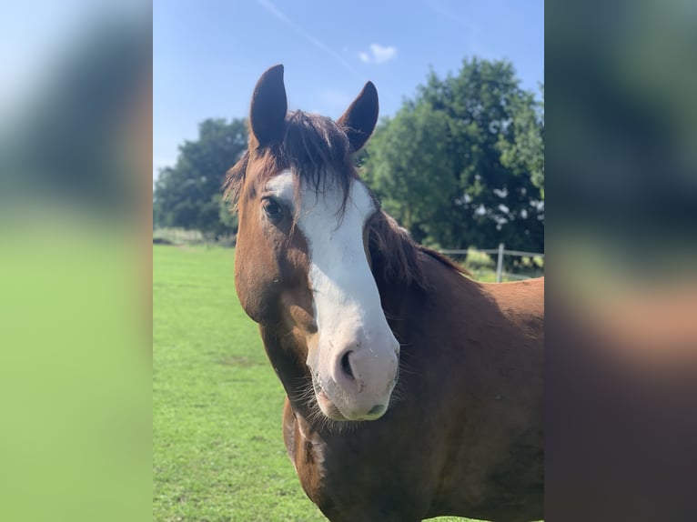 Franches-Montagnes Croisé Hongre 5 Ans 153 cm Alezan brûlé in Sch&#xF6;nefeld