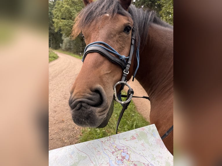 Franches-Montagnes Hongre 5 Ans 154 cm Bai in Ederveen