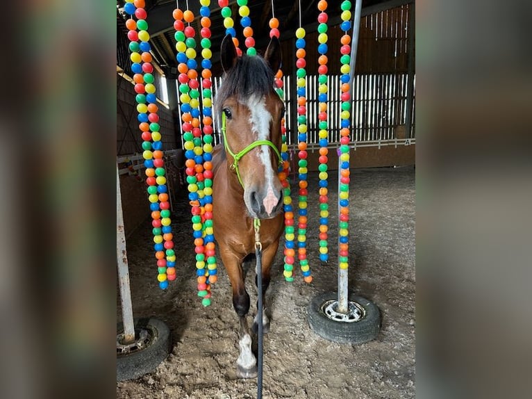 Franches-Montagnes Hongre 5 Ans 155 cm Bai in Varrel
