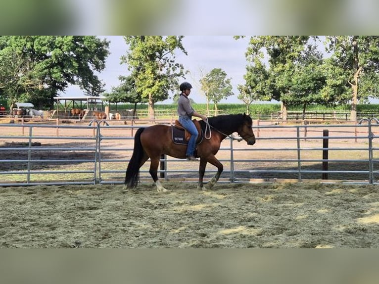 Franches-Montagnes Hongre 5 Ans 155 cm Bai in Varrel