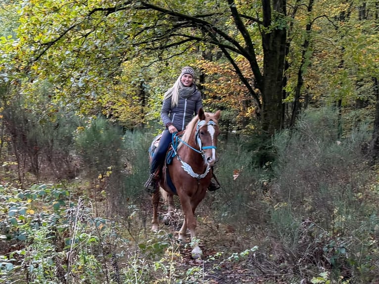 Franches-Montagnes Hongre 5 Ans 156 cm Alezan in Linkenbach