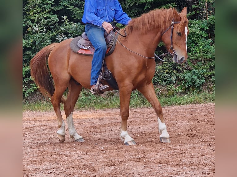 Franches-Montagnes Hongre 5 Ans 157 cm Alezan in Pleisweiler-Oberhofen