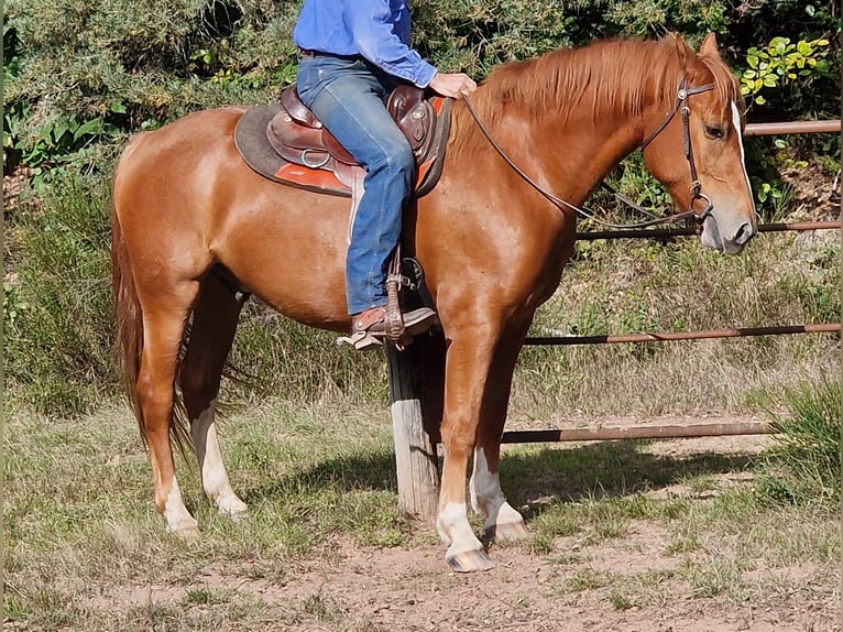 Franches-Montagnes Hongre 5 Ans 157 cm Alezan in Pleisweiler-Oberhofen