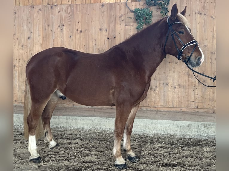 Franches-Montagnes Croisé Hongre 5 Ans 158 cm Alezan in Riedlingen