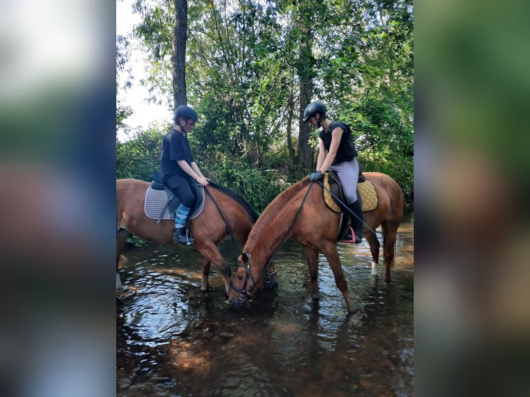 Franches-Montagnes Hongre 5 Ans 158 cm Bai in Rümmingen