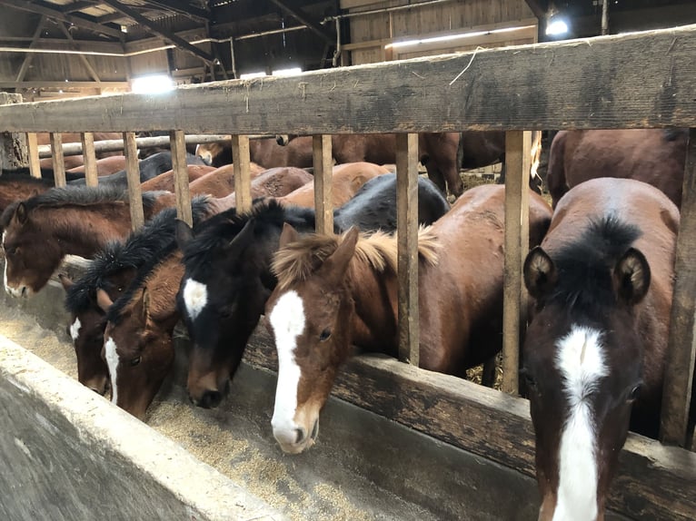 Franches-Montagnes Hongre 5 Ans 159 cm Bai in Rümmingen