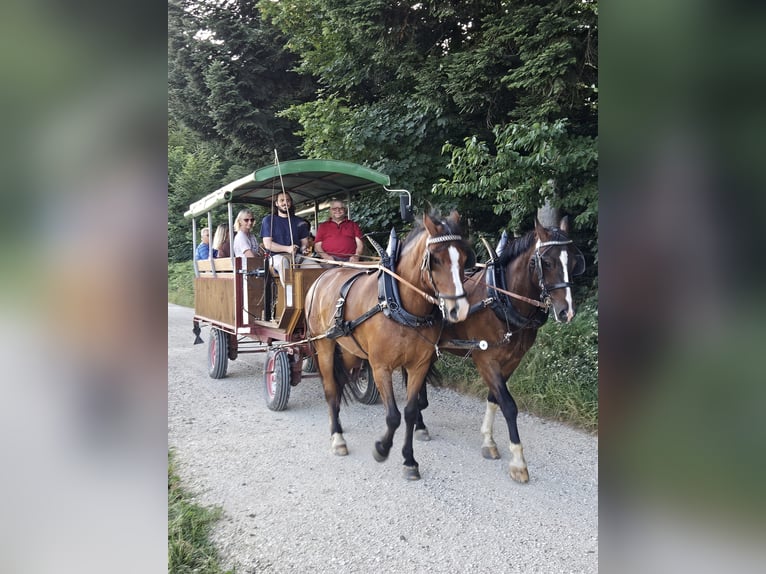 Franches-Montagnes Hongre 5 Ans 160 cm Bai brun in Bleienbach