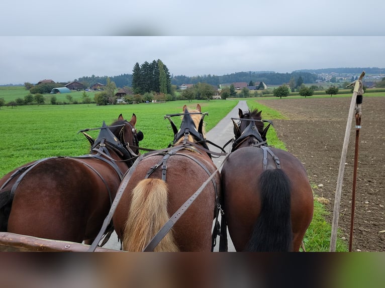 Franches-Montagnes Hongre 5 Ans 160 cm Bai brun in Bleienbach