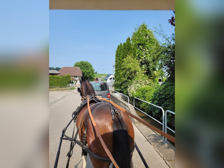 Franches-Montagnes Hongre 5 Ans 160 cm Bai brun in Bleienbach