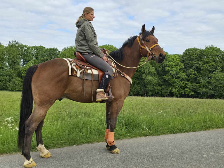 Franches-Montagnes Hongre 5 Ans 162 cm Bai in Linkenbach