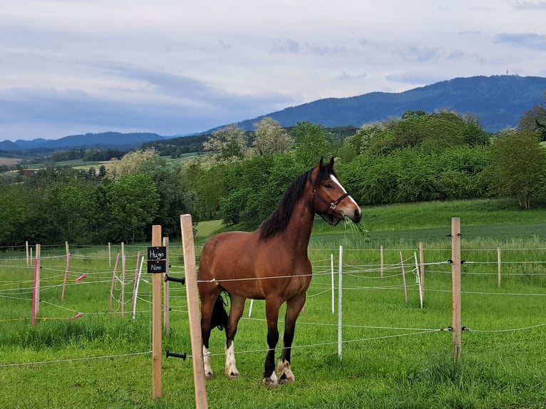 Franches-Montagnes Hongre 5 Ans 163 cm Bai in Schliengen