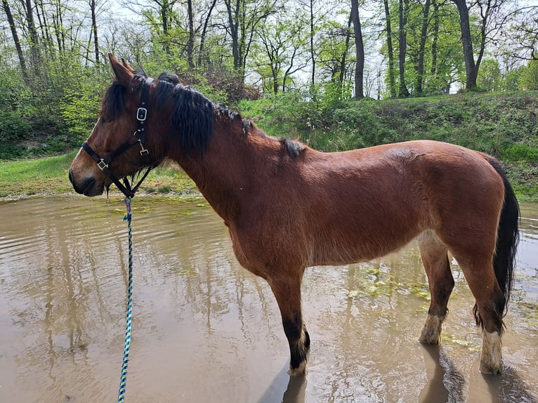 Franches-Montagnes Hongre 5 Ans 163 cm Bai in Schliengen