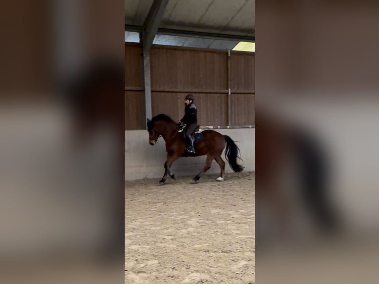 Franches-Montagnes Hongre 5 Ans 164 cm Bai in Paderborn