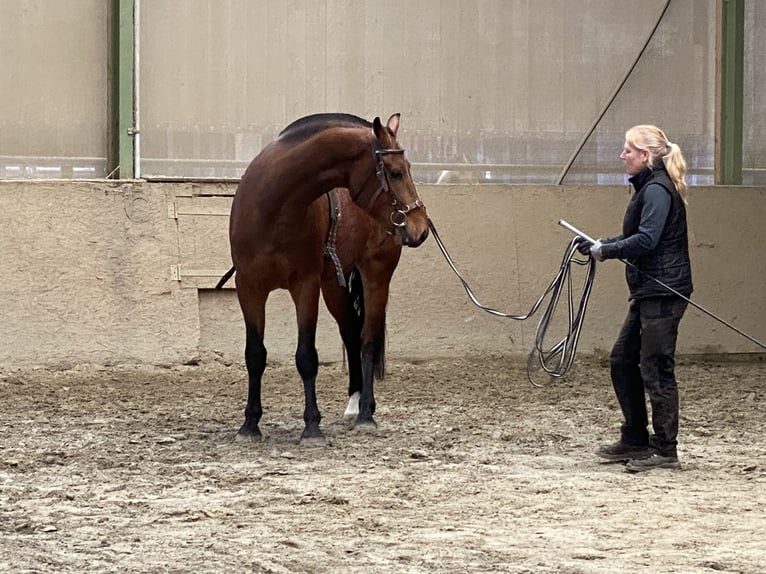 Franches-Montagnes Hongre 5 Ans 164 cm Bai in Paderborn