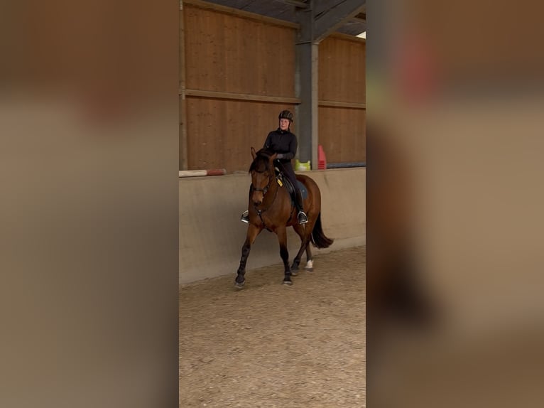 Franches-Montagnes Hongre 5 Ans 164 cm Bai in Paderborn