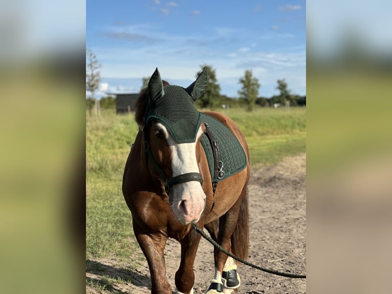 Franches-Montagnes Croisé Hongre 6 Ans 153 cm Alezan brûlé in Schönefeld