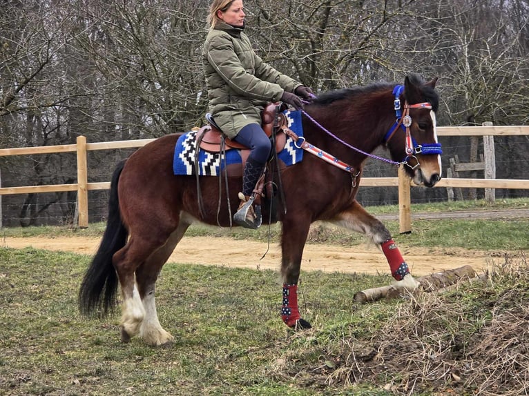 Franches-Montagnes Croisé Hongre 6 Ans 155 cm Bai in Linkenbach