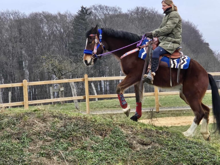 Franches-Montagnes Croisé Hongre 6 Ans 155 cm Bai in Linkenbach