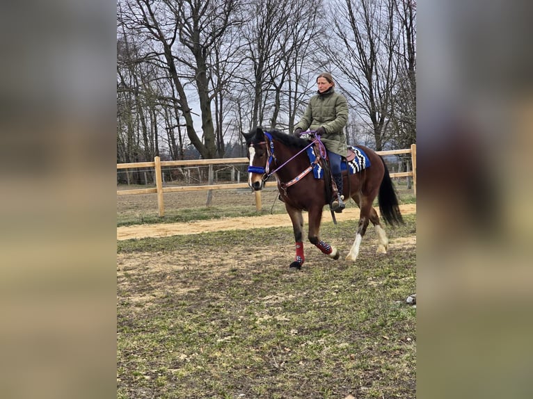 Franches-Montagnes Croisé Hongre 6 Ans 155 cm Bai in Linkenbach