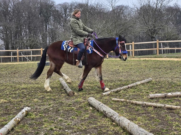 Franches-Montagnes Croisé Hongre 6 Ans 155 cm Bai in Linkenbach