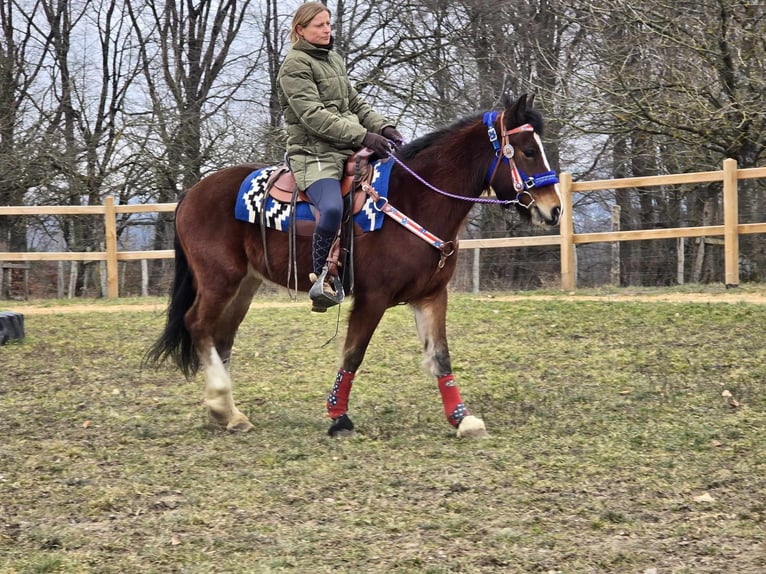 Franches-Montagnes Croisé Hongre 6 Ans 155 cm Bai in Linkenbach