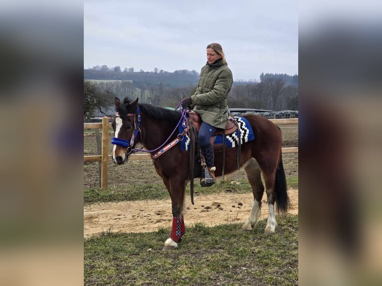 Franches-Montagnes Croisé Hongre 6 Ans 155 cm Bai in Linkenbach