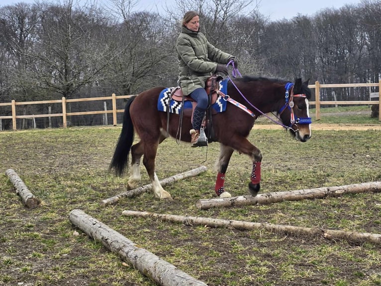 Franches-Montagnes Croisé Hongre 6 Ans 155 cm Bai in Linkenbach