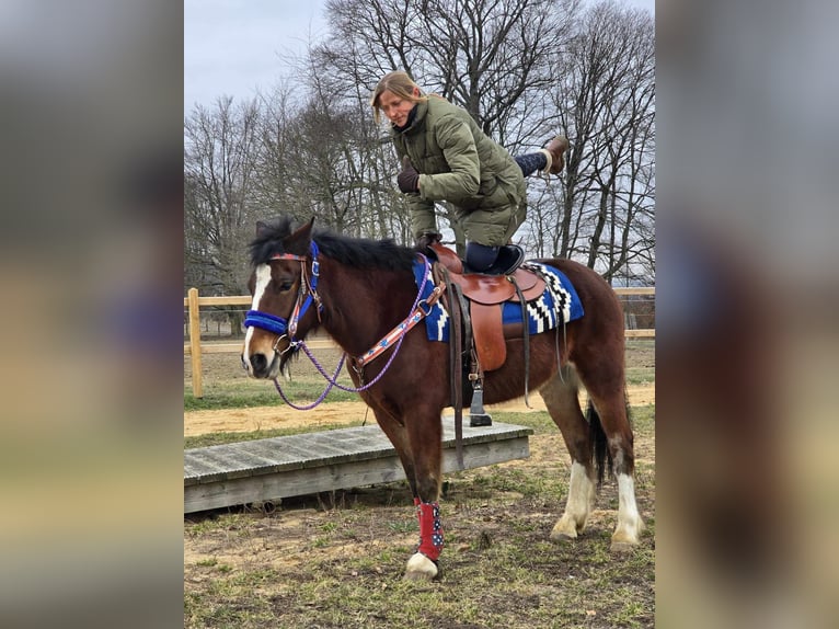 Franches-Montagnes Croisé Hongre 6 Ans 155 cm Bai in Linkenbach